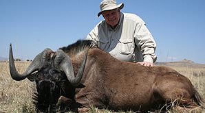 Black wildebeest are typically smaller than their blue cousins.