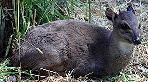 A blue duiker lies down in the grass.