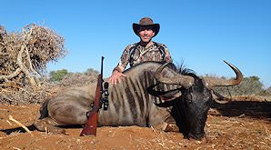 A blue wildebeest hunted in the bushveld.