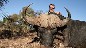 A Cape buffalo trophy with an intense hard boss.