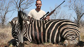 A successful Burchell's zebra hunt.