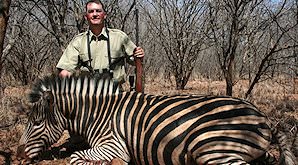 A Burchell's zebra hunt in South Africa.