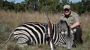 Plains zebra trophy.