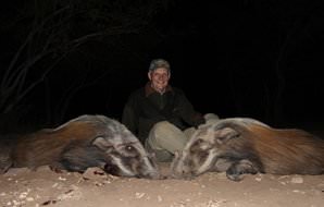 An evening bushpig hunt.