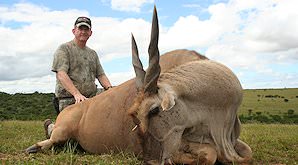 A Cape eland taken on safari in the Eastern Cape.