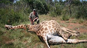 A hunter crouches down alongside his giraffe trophy.