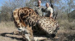 A hunter smiles with his professional hunter and giraffe trophy.