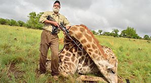 A hunter stands alongside his giraffe trophy.