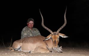 An impala hunted in the evening.