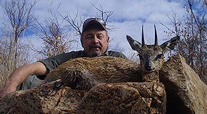 A klipspringer hunt in South Africa.