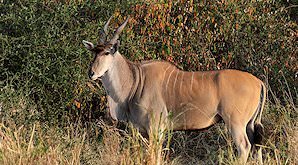 A Livingstone eland in the bushveld of Zimbabwe.