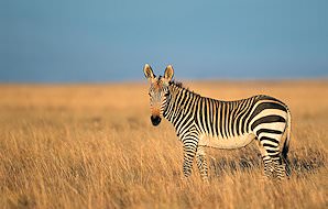 A mountain zebra in the grasslands of the Eastern Cape.