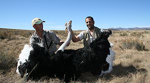 A successful ostrich hunt in South Africa.