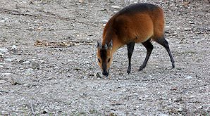 A red duiker.