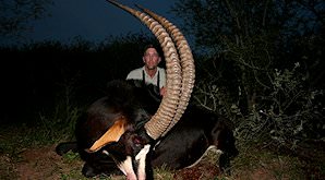 An evening sable hunt in Zimbabwe.