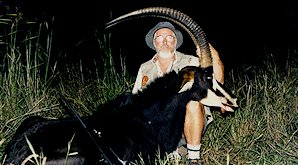 A sable antelope hunted in the early evening.