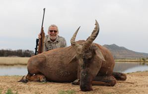 A fine tsessebe specimen hunted in Southern Africa.