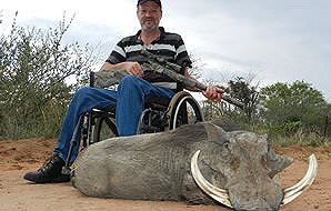 An impressive warthog trophy hunted in South Africa.