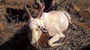 A white blesbok trophy.