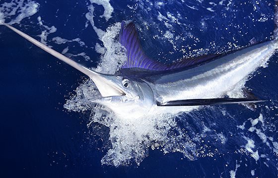 A marlin breaches from the ocean.