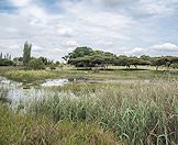 The area surrounding the camp is lush and wild.