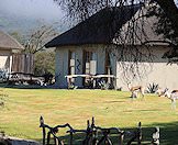 A handful of springbok roam the lawns of the camp.