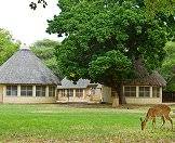 Bushbucks between the rondavels at Letaba Rest Camp.