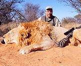 A large male lion hunted on safari.