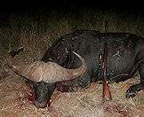 Cape buffalo hunt.