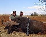 The Cape buffalo is an aggressive and formidable foe.