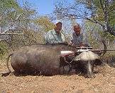 Hunt the Cape buffalo on safari in Southern Africa.