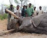 An elephant hunted in Zimbabwe.