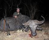 A Cape buffalo hunted at night.