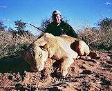 Lions are typically hunted in the Kalahari.