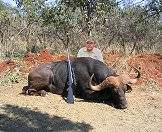 A buffalo hunted with ASH Adventures.