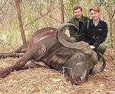 A large buffalo hunted on a hunting safari.