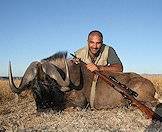 Black wildebeest have impressive horns.