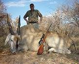 An impressive eland trophy.