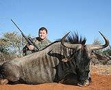 Blue wildebeest are popular among hunters in Southern Africa.