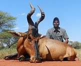 The red hartebeest is one of the fastest plains game species.