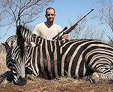 A Burchell's zebra hunted in South Africa.