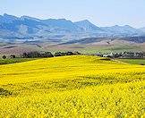 Springtime sees a proliferation of flowers across the Cape.