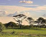 Lush scenery in the bushveld.