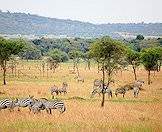 Burchell's zebra is the most common subspecies of zebra