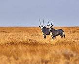 Gemsbok enjoy semi-arid environments.