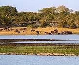 Cape buffalo are common in the Kruger National Park.