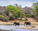 Elephants are water-loving animals.