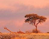 Acacia thorn trees are common throughout Southern Africa.