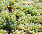 Succulent white grapes.