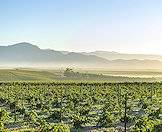 The serene setting of the Cape winelands.